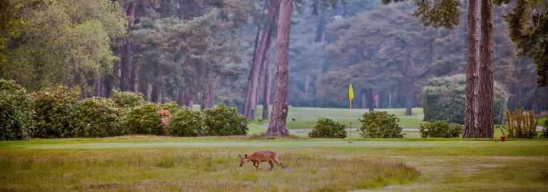 Ferndown Golf Club (Old Course)