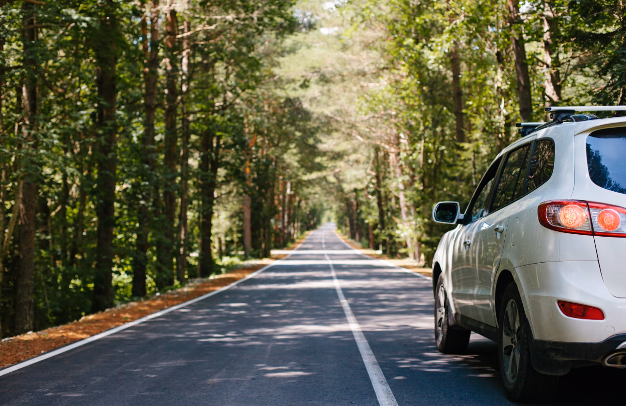 SUV travelling along a quiet road through dense woodland.